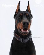 خرید و فروش سگ دوبرمن در گروه سگ و گربه در یکمیوه