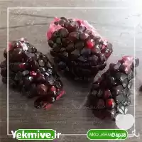 فروش خرید نهال انار ساوه در تهران در گروه خرید و فروش نهال انار در یکمیوه