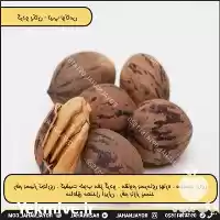 فروش خرید نهال گردو گرمسیری در تهران در گروه خرید و فروش نهال گردو در یکمیوه