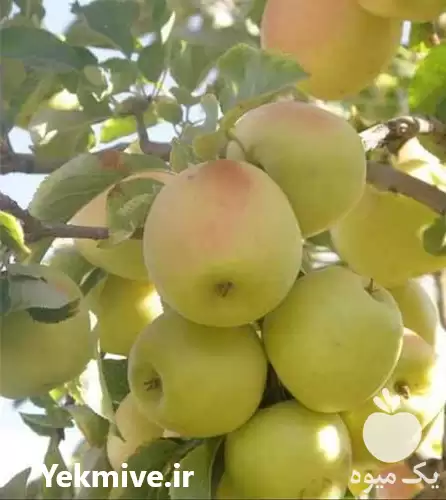 قیمت خرید سیب درختی پادنا سمیرم در اصفهان در گروه خرید و فروش سیب در یکمیوه -عکس1