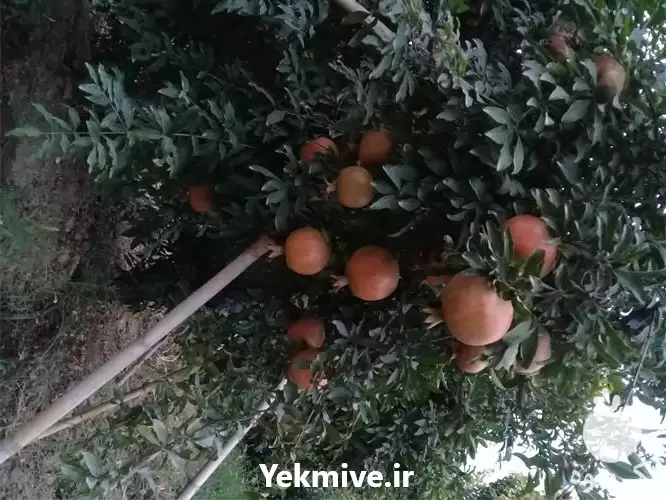 فروش انار گل شیرین در گروه خرید و فروش انار در یکمیوه -عکس1