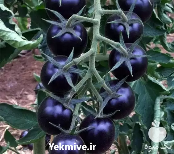 تولید و گوجه فرنگی سیاه صادراتی در شیراز در گروه خرید و فروش گوجه فرنگی در یکمیوه -عکس1