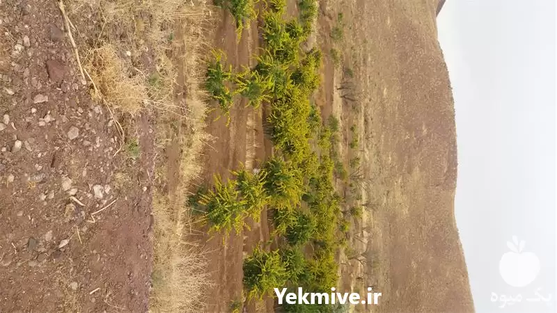 فروش مستقیم زرشک درجه یک در کرمان  در گروه خرید و فروش زرشک در یکمیوه -عکس1