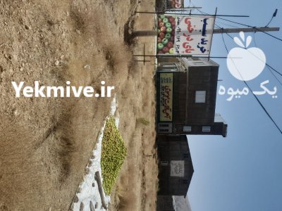 فروشنده سیب زیر درختی در قیدار در گروه خرید و فروش سیب در یکمیوه -عکس2