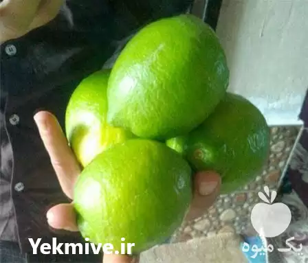 قیمت خرید عمده لیمو ترش در گروه خرید و فروش لیمو ترش در یکمیوه -عکس1