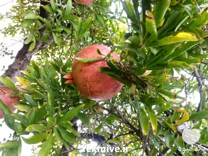 فروش انار درجه یک در گروه خرید و فروش انار در یکمیوه -عکس1