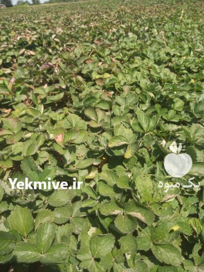 فروش نهال توت فرنگی سابرینا و کاماروس در گرگان در گروه خرید و فروش نهال توت در یکمیوه -عکس1