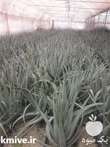 قیمت خرید آلوئه ورا در گروه خرید و فروش پاجوش گل و گیاه در یکمیوه -عکس1
