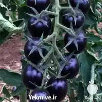 تولید و گوجه فرنگی سیاه صادراتی در شیراز در گروه خرید و فروش گوجه فرنگی در یکمیوه