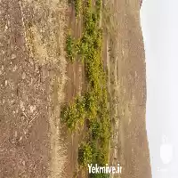 فروش مستقیم زرشک درجه یک در کرمان  در گروه خرید و فروش زرشک در یکمیوه