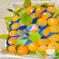 خرید فروش محصولات باغی مرکبات تمام در ساری در گروه خرید و فروش محصولات کشاورزی در یکمیوه