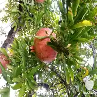 فروش انار درجه یک در گروه خرید و فروش انار در یکمیوه
