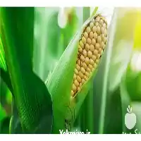 فروش کلیه نهاده های دام طیور در مشهد در گروه خوراک دام و طیور در یکمیوه