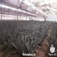 قیمت خرید برگ و پاجوش آلوئه در اصفهان در گروه خرید و فروش پاجوش گل و گیاه در یکمیوه