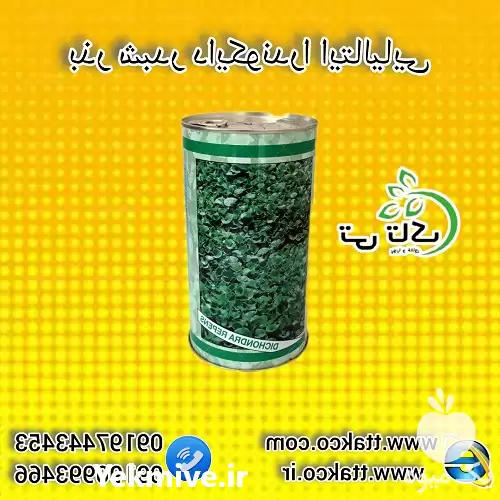 قیمت خرید بذر شبدر دایکوندرا بذر در تهران در گروه خرید و فروش بذر چمن در یکمیوه -عکس1
