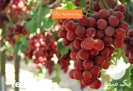 فروش خرید نهال انگور فلیم سیدلس در ارومیه در گروه خرید و فروش نهال انگور در یکمیوه -عکس1