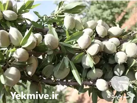 فروش خرید نهال بادام سهند در گروه خرید و فروش نهال بادام در یکمیوه -عکس1