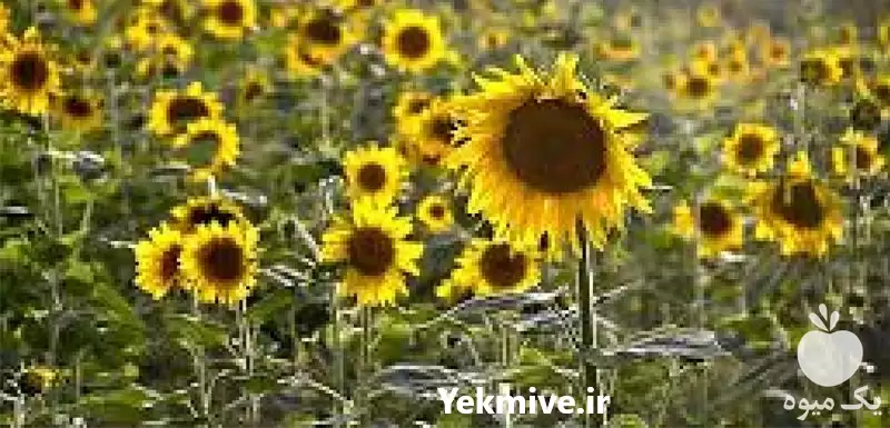 خرید عمده روغن های گیاهی در گروه خرید و فروش انواع روغن در یکمیوه -عکس1