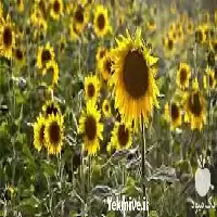 فروش خرید عمده روغن آفتابگردان در تهران در گروه خرید و فروش انواع روغن در یکمیوه