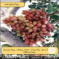 خرید نهال پسته پایه اکبری در تهران در گروه خرید و فروش نهال پسته در یکمیوه