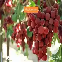 فروش خرید نهال انگور فلیم سیدلس در ارومیه در گروه خرید و فروش نهال انگور در یکمیوه