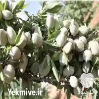 فروش خرید نهال بادام سهند در گروه خرید و فروش نهال بادام در یکمیوه