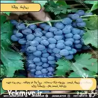 فروش خرید نهال انگور مقاوم به سرمای بهاره در تهران در گروه خرید و فروش نهال انگور در یکمیوه