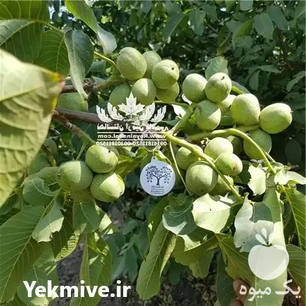 قیمت خرید نهال گردو ژنوتیپ رویال در گروه خرید و فروش نهال گردو در یکمیوه -عکس1