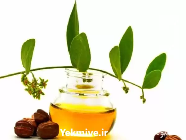 قیمت خرید روغن جوجوبا در تهران در گروه خرید و فروش انواع روغن در یکمیوه -عکس1