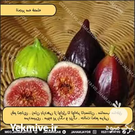 قیمت خرید نهال انجیر سه فصله در تهران در گروه خرید و فروش نهال در یکمیوه -عکس1