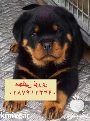 فروش سگ قیمت سگ روتوایلر باضمانت در تهران در گروه سگ و گربه در یکمیوه -عکس1