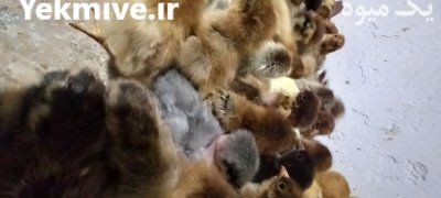 جوجه محلی گلپایگانی در آق قلا در گروه مرغ و خروس و بوقلمون و اردک قو قاز در یکمیوه -عکس1