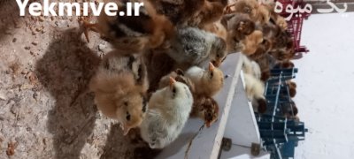 جوجه محلی گلپایگانی در آق قلا در گروه مرغ و خروس و بوقلمون و اردک قو قاز در یکمیوه -عکس2