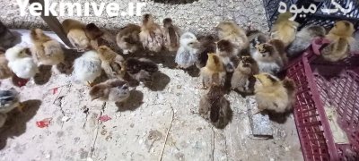 جوجه محلی گلپایگانی در آق قلا در گروه مرغ و خروس و بوقلمون و اردک قو قاز در یکمیوه -عکس3