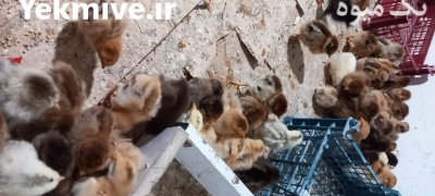 جوجه محلی گلپایگانی در آق قلا در گروه مرغ و خروس و بوقلمون و اردک قو قاز در یکمیوه -عکس4