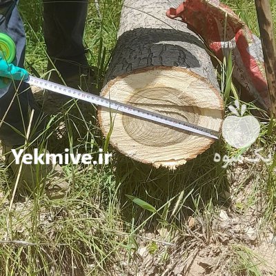 فروش انواع چوب صادقی صنوبر ذغالی در گروه خرید و فروش انواع چوب در یکمیوه -عکس3