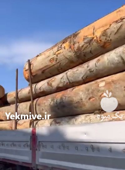 فروش انواع چوب صادقی صنوبر ذغالی در گروه خرید و فروش انواع چوب در یکمیوه -عکس1