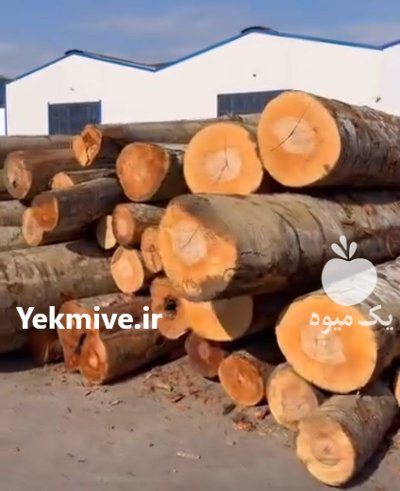 فروش انواع چوب صادقی صنوبر ذغالی در گروه خرید و فروش انواع چوب در یکمیوه -عکس2