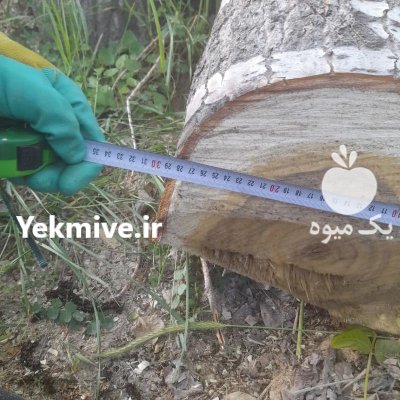 فروش انواع چوب صادقی صنوبر ذغالی در گروه خرید و فروش انواع چوب در یکمیوه -عکس4
