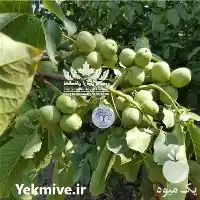 قیمت خرید نهال گردو ژنوتیپ رویال در گروه خرید و فروش نهال گردو در یکمیوه