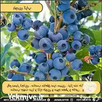 قیمت خرید بلوبری نهالستان رویال نهال در تهران در گروه خرید و فروش نهالستان در یکمیوه