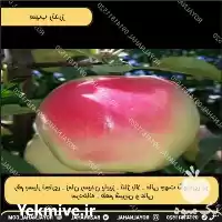 فروش خرید نهال سیب رندرز در تهران در گروه خرید و فروش نهال میوه در یکمیوه