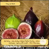 قیمت خرید نهال انجیر سه فصله در تهران در گروه خرید و فروش نهال در یکمیوه