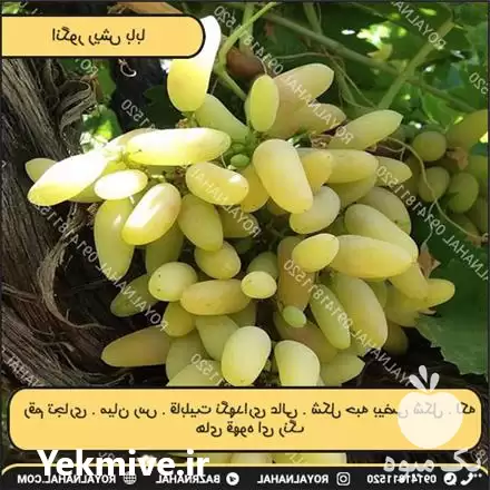 فروش نهال انگور ریش بابا در تهران در گروه خرید و فروش نهال انگور در یکمیوه -عکس1