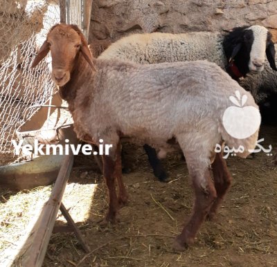 شیشک قوچ آواسی در پیربکران در گروه خرید و فروش دام سبک در یکمیوه -عکس1