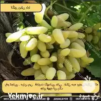 فروش نهال انگور ریش بابا در تهران در گروه خرید و فروش نهال انگور در یکمیوه