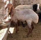 شیشک قوچ آواسی در پیربکران در گروه خرید و فروش دام سبک در یکمیوه