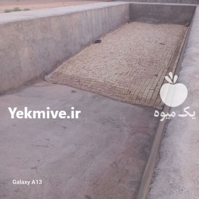 فروش ذرت علوفه ای در دولت آباد در گروه خوراک دام و طیور در یکمیوه -عکس2