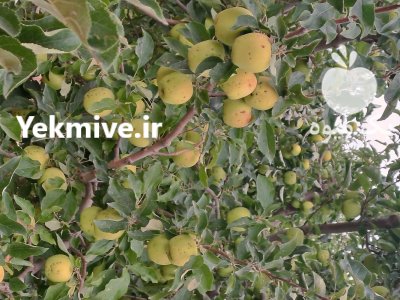 فروش زیر درختی سیب در بستان آباد در گروه خرید و فروش سیب در یکمیوه -عکس1