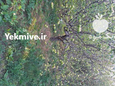 فروش زیر درختی سیب در بستان آباد در گروه خرید و فروش سیب در یکمیوه -عکس3